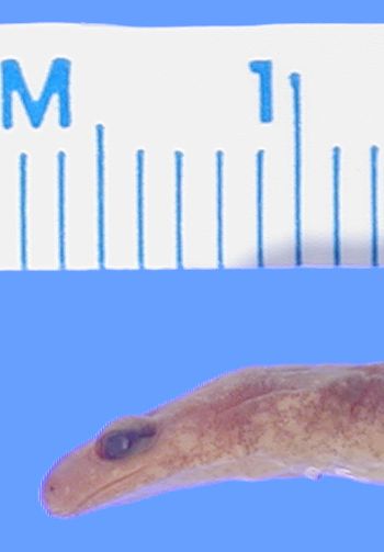 Media type: image; Herpetology A-89459